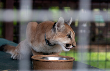 Cougar kitten at play