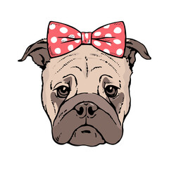 Drawn portrait of a pug dog face. Red bow on the head. Pen and ink sketch on white background. Vector isolated illustration pop art