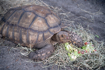 Obraz premium turtle on the grass