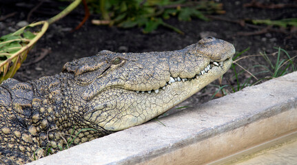 crocodile in the zoo