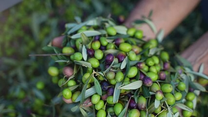 Closeup on farmer's hands holding a bunch of green organic olives during olive harvesting in Italy. Slow-motion.