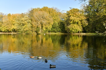 Beauté de l'automne de la végétation luxuriante le long de l'étang du parc Malou à Woluwe-St-Lambert 