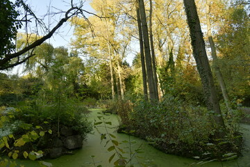 Les marécages en automne le long de la Woluwe du Slot à Woluwe-St-Lambert