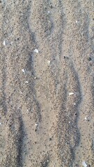 sand shell and water