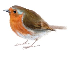 European Robin, bird, watercolor drawing, digital illustration, animal.