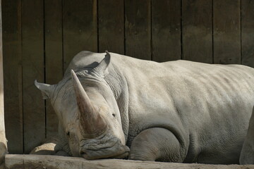 portrait of a white rhino relaxing against a wooden wall