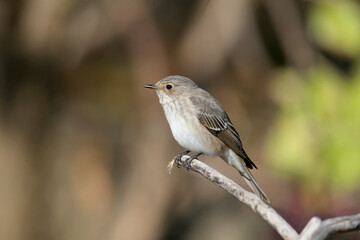 The spotted flycatcher (Muscicapa striata) in winter plumage, close-up photo, sits on an elderberry branch. Soft morning light, nice cut background