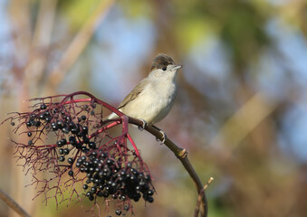 The Eurasian blackcap (Sylvia atricapilla) male and female are close-ups on black elderberry bushes and near the water in soft morning light.