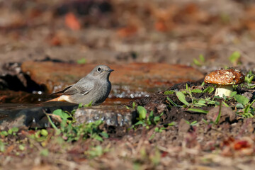 A very close-up shot of a black redstart female (Phoenicurus ochruros) in winter plumage on a branch and on the ground near the drinking bowl.