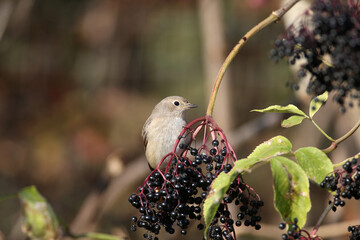 A common redstart female (Phoenicurus phoenicurus) sits on a black elderberry bush in the soft...