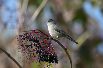 The Eurasian blackcap (Sylvia atricapilla) male and female are close-ups on black elderberry bushes and near the water in soft morning light.