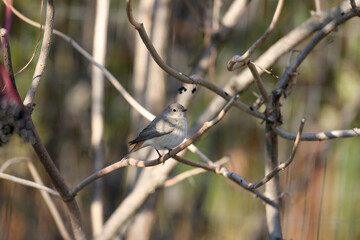 A female red-breasted flycatcher (Ficedula parva) sits in an elderberry bush in soft morning light. Close-up photo and identification marks in winter plumage