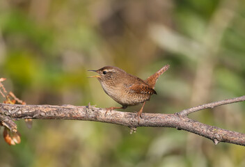 Close-up shot of a Eurasian wren (Troglodytes troglodytes) sitting on a branch in the soft morning light. Blurred background and unusual angle of the photo