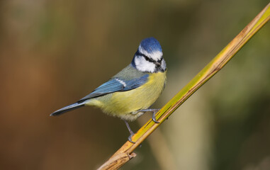 Close-up shot of Eurasian blue tit (Cyanistes caeruleus) sitting on a reed against a blurred...