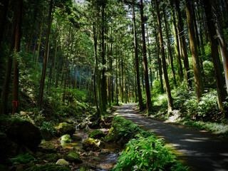 Obraz premium 山道