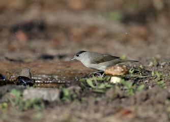 The Eurasian blackcap (Sylvia atricapilla) male and female are close-ups on black elderberry bushes...