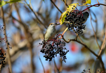 The Eurasian blackcap (Sylvia atricapilla) male and female are close-ups on black elderberry bushes...