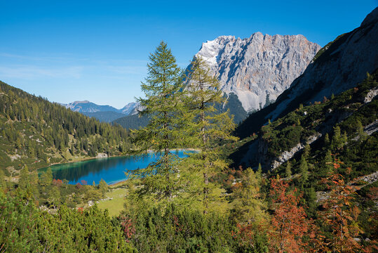beautiful lake Seebensee in autumn, Zugspitze mountain view from austrian side, green larch trees