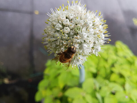 closup bij op bloem van een ui