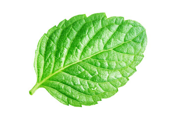 Fototapeta na wymiar Mint leaf isolated on white background.
