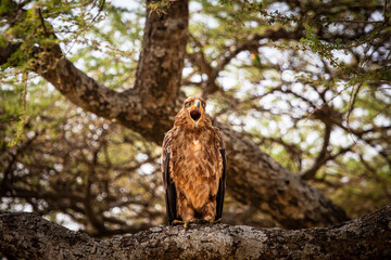 Aigle fauve bec ouvert, dans le parc du Serengeti en Tanzanie, safari, oiseau, prédateur,  