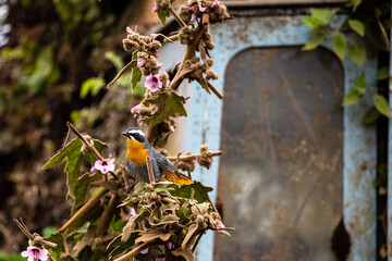 oiseau coloré dans la nature fleurie, la végétation reprend ses droits sur une carcasse de voiture abandonnée, parc ngorongoro, safari, Tanzanie.
