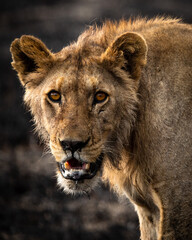 Fototapeta na wymiar Jeune lion dans le parc du Serengeti en Tanzanie, Afrique, prédateur, safari, roi de la savane 
