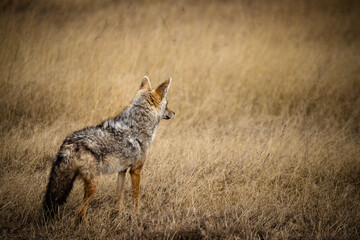 Coyote dans le parc du Serengeti en Tanzanie, plaine, safari, savane.