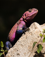 Lézard Agame, bleu et violet dans le parc du Serengeti en Tanzanie, reptiles, safari, Afrique.