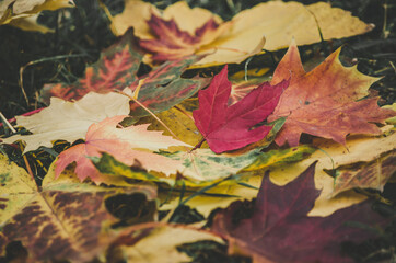 Moody colourful autumn leaves on the ground close up