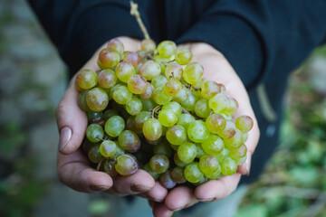Freshly harvested bunch of ripe green grape in farmers hands. Autumn harvest. Selective focus. Shallow depth of field.