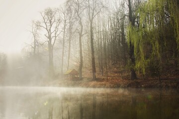 Obraz premium misty morning in the forest
