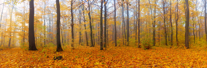 Panorama of autumn forest with fallen leaves with morning fog.