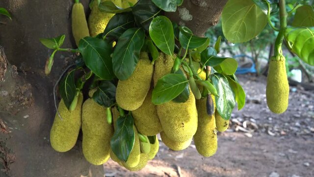 jackfruit tree with lots of jackfruit hanging
