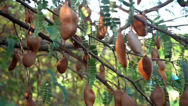 tamarind tree with many hanging tamarinds