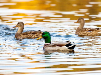 Ducks in the autumn pond