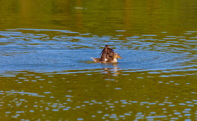 Ducks on the water pond in summer closeup