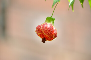 Detalhes de uma flor avermelhada. Flor conhecida como sininho chinês no Brasil.