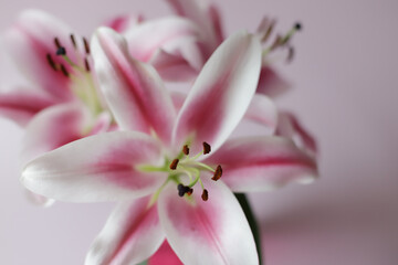 Fresh smelly lilies in closeup on light pink background.