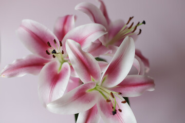 Fototapeta na wymiar Fresh smelly lilies in closeup on light pink background.