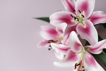 Obraz na płótnie Canvas Fresh smelly lilies in closeup on light pink background.