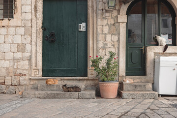 Fototapeta na wymiar Cats of Dubrovnik, Hrvatska. Rector's Palace in Dubrovnik is one of the main attractions in Croatia. Most people visit the old town filled with restaurants, museums, ancient palaces and cathedrals.