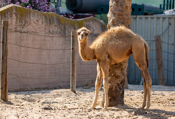 Baby camel standing in the camels farm on the sand. Camels baby relaxing in zoo with the mouth open...