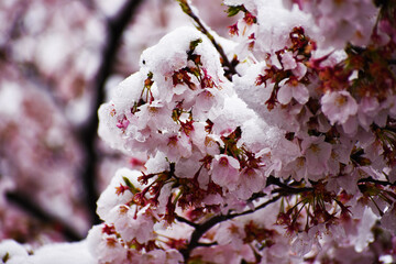雪桜, 花見雪, 雪見桜