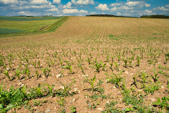 Landschaft Flder mit Maispflanzen im Fr&uuml;hling