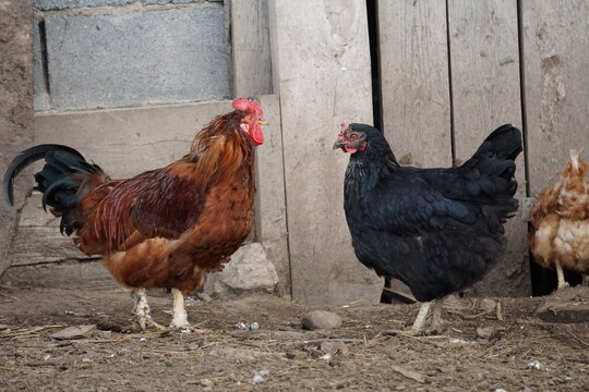 Village birds, big, important, beautiful roosters. It is very interesting to observe and photograph, but they stand still a little, everything is in motion.