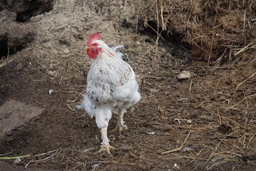 Village birds, big, important, beautiful roosters. It is very interesting to observe and photograph, but they stand still a little, everything is in motion.