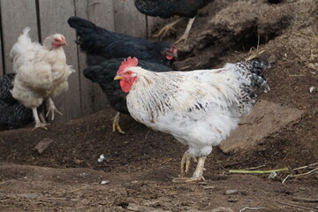 Village birds, big, important, beautiful roosters. It is very interesting to observe and photograph, but they stand still a little, everything is in motion.