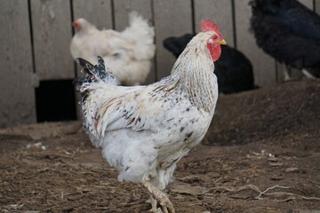 Village birds, big, important, beautiful roosters. It is very interesting to observe and photograph, but they stand still a little, everything is in motion.