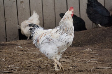 Village birds, big, important, beautiful roosters. It is very interesting to observe and photograph, but they stand still a little, everything is in motion.